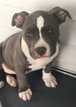 Medium Photo #1 American Bully Puppy For Sale in ENGLEWOOD, CO, USA