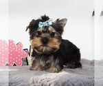 Small #2 Yorkshire Terrier