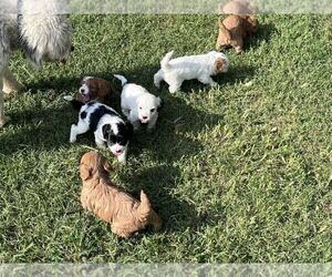 Cavapoo Litter for sale in BERRYVILLE, AR, USA