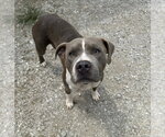 Small #1 Mutt