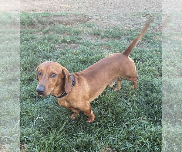 Medium Photo #1 Dachshund Puppy For Sale in Hesperia, CA, USA