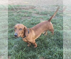 Dachshund Dogs for adoption in Hesperia, CA, USA
