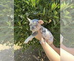 Small Photo #11 French Bulldog Puppy For Sale in VALLEJO, CA, USA
