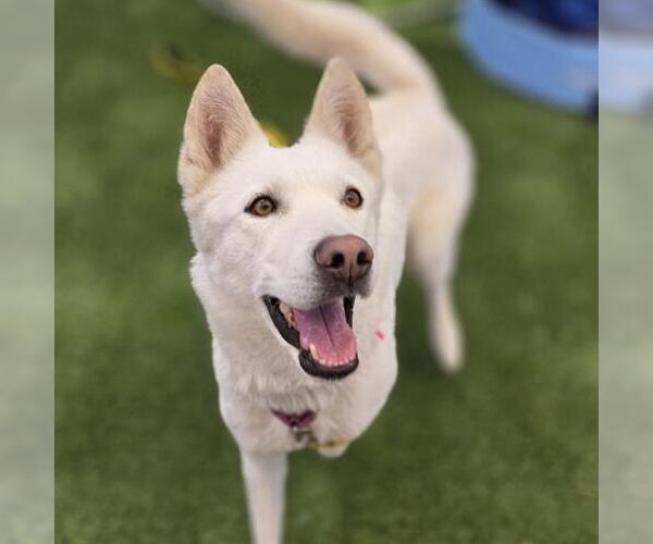 Medium Photo #1 Siberian Husky-Unknown Mix Puppy For Sale in Las Vegas, NV, USA
