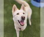 Small Siberian Husky Mix