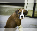 Small #2 Boxer