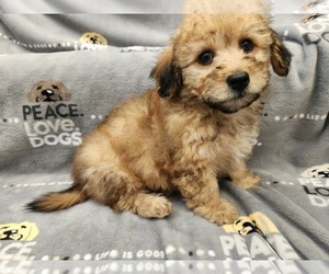 Maltipoo Puppy for sale in GRANDVILLE, MI, USA