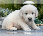 Small #2 English Cream Golden Retriever