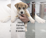 Small #3 Mutt