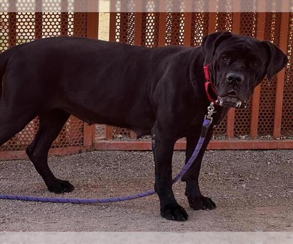 Medium Photo #1 Mutt Puppy For Sale in Las Vegas, NV, USA