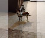 Small #2 Jack Russell Terrier Mix