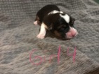 Small Photo #2 Pembroke Welsh Corgi Puppy For Sale in CLYDE, TX, USA