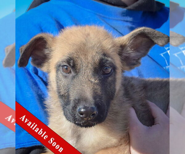 Medium Photo #1 German Shepherd Dog-Unknown Mix Puppy For Sale in Huntley, IL, USA