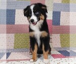 Small #11 Miniature Australian Shepherd