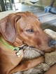 Small Photo #8 Rhodesian Ridgeback Puppy For Sale in CLINTON, OH, USA