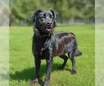 Small #1 Golden Retriever Mix