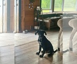 Small #1 Labrador Retriever Mix