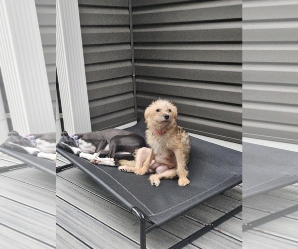 Medium Photo #2 Mutt Puppy For Sale in Catasauqua, PA, USA