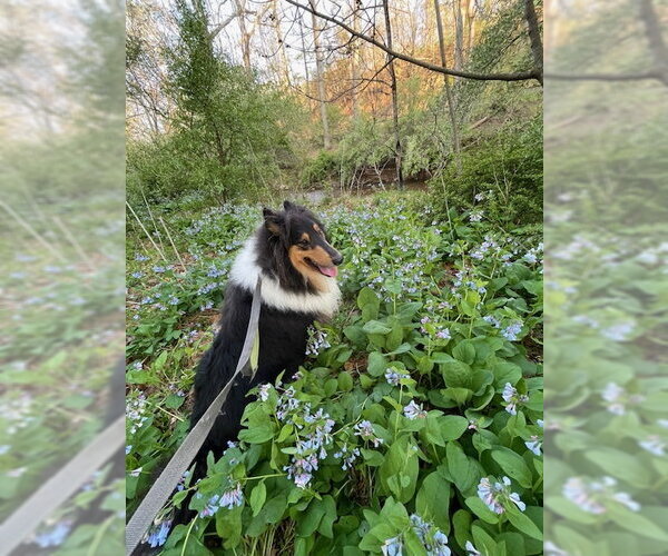 Medium Photo #3 Collie Puppy For Sale in Chantilly, VA, USA