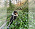Small #2 Collie