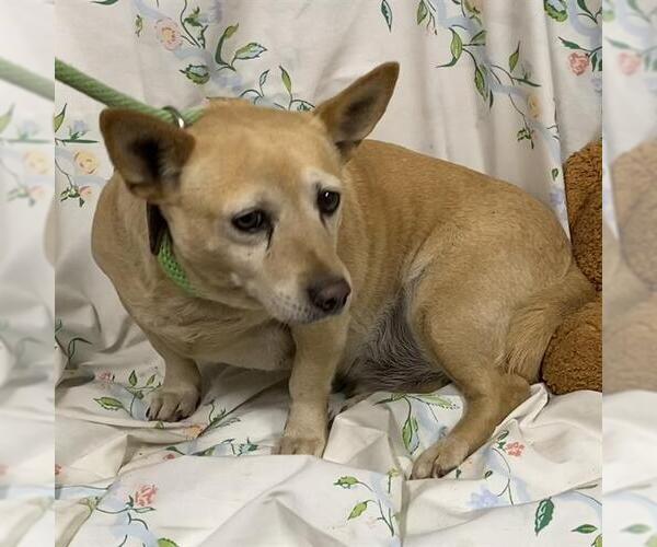 Medium Photo #1 Chihuahua Puppy For Sale in Modesto, CA, USA