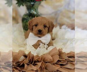 Goldendoodle Puppy for sale in KISSIMMEE, FL, USA