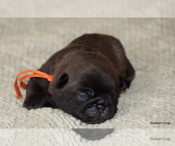 Medium Photo #7 Pug Puppy For Sale in WINNSBORO, TX, USA