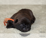 Small #6 Pug