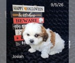 Josiah - Male Zuchon Puppy for Sale - Small photo