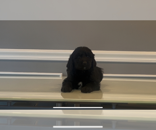 Medium Photo #27 Bernedoodle-Labradoodle Mix Puppy For Sale in MILFORD, NJ, USA