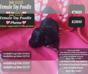 Poodle (Toy) Puppy for sale in TUCSON, AZ, USA
