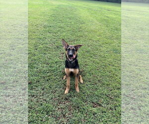 Medium German Shepherd Dog