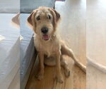 Small #6 Labradoodle