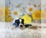 Small #1 Boston Terrier