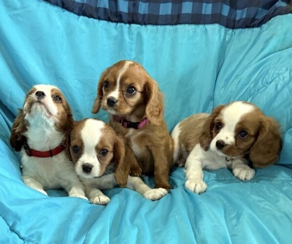 Medium Photo #5 Cavalier King Charles Spaniel Puppy For Sale in THORP, WI, USA