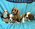 Small #4 Cavalier King Charles Spaniel