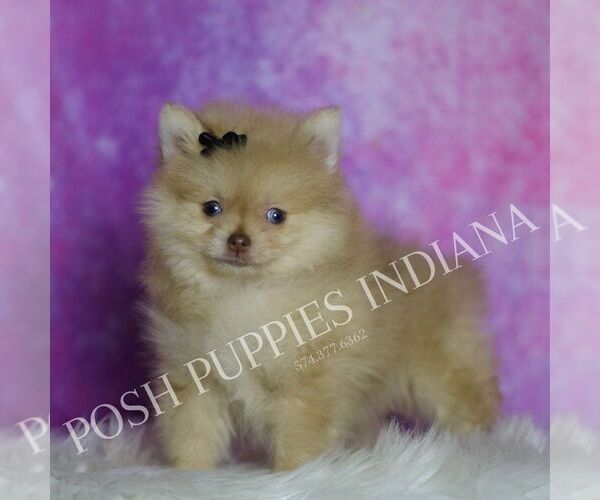 Medium Photo #57 Pomeranian Puppy For Sale in WARSAW, IN, USA