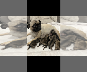 Mother of the Pug puppies born on 03/27/2022