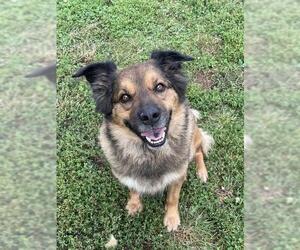 Australian Shepherd-Unknown Mix Dogs for adoption in Lee's Summit, MO, USA
