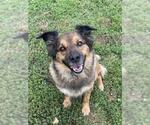 Small Australian Shepherd Mix