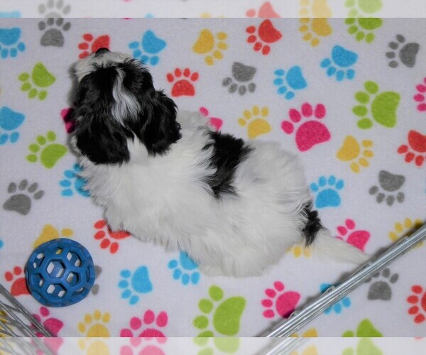 Medium Photo #2 La-Chon Puppy For Sale in ORO VALLEY, AZ, USA