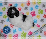 Small Photo #2 La-Chon Puppy For Sale in ORO VALLEY, AZ, USA