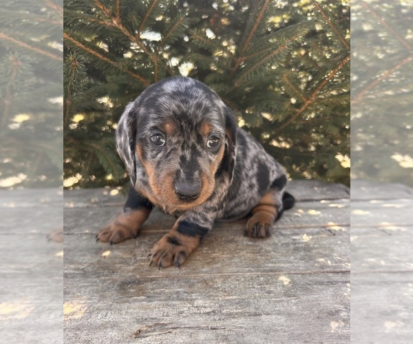 Medium Photo #3 Dachshund Puppy For Sale in MIDDLEBURY, IN, USA