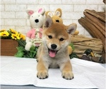 Small Photo #5 Shiba Inu Puppy For Sale in SAN FRANCISCO, CA, USA