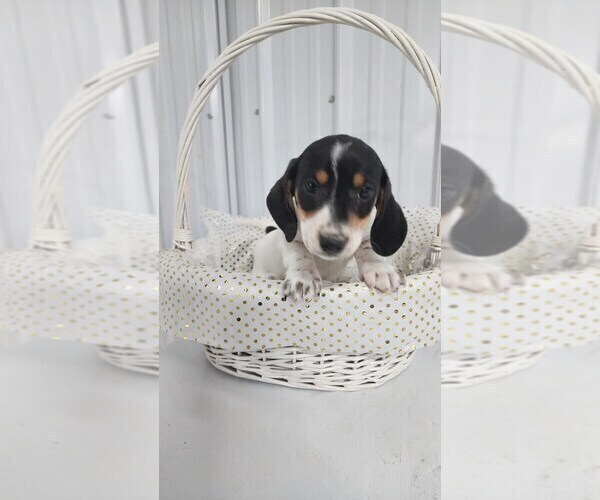 Medium Photo #4 Dachshund Puppy For Sale in GREENWOOD, WI, USA
