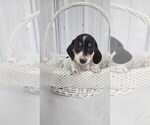 Small Photo #4 Dachshund Puppy For Sale in GREENWOOD, WI, USA