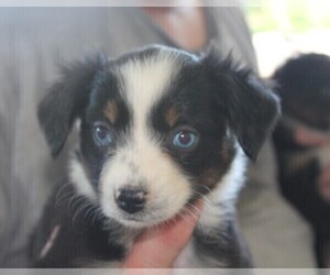 Medium Miniature Australian Shepherd