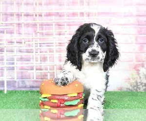 Cocker Spaniel Puppy for sale in BEL AIR, MD, USA