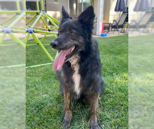 Medium Photo #3 Siberian Husky-Unknown Mix Puppy For Sale in Corona, CA, USA