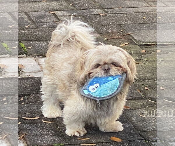 Medium Photo #2 Shih Tzu Puppy For Sale in Greensboro, NC, USA